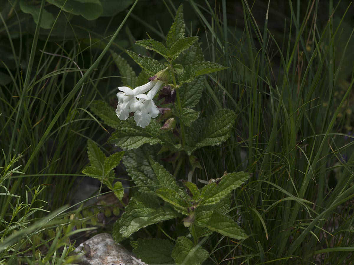 Melittis melissophyllum